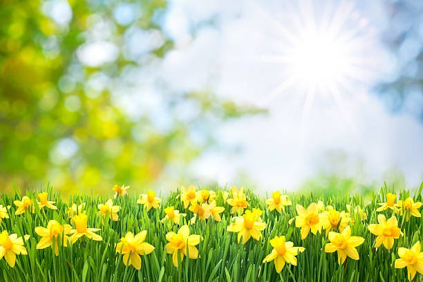 Spring Easter background with beautiful yellow daffodils