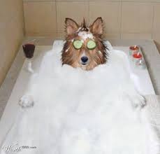 image meditating dog in bath