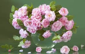 images strength roses