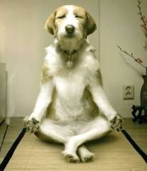 image meditating dog