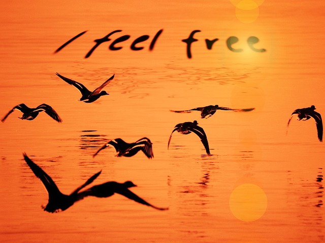 feel-free 1