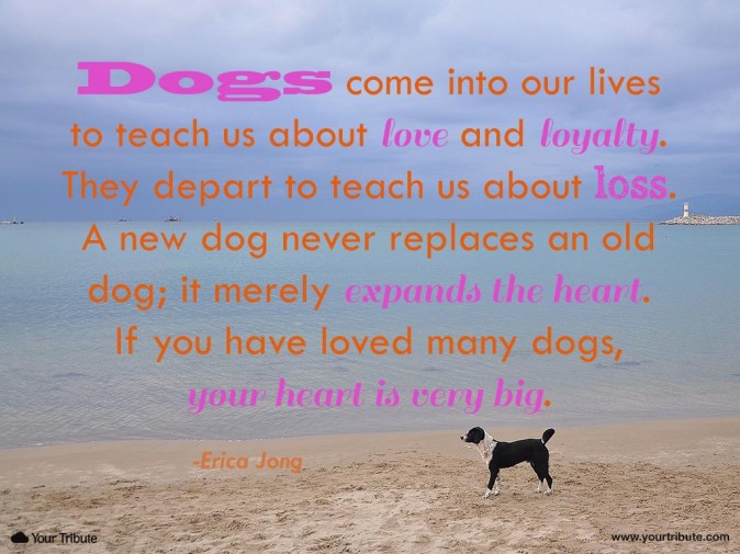 Quotes About Death Of A Pet Death Of A Pet Quote Dog Death Quotes | Funny Cat Dog Pictures
